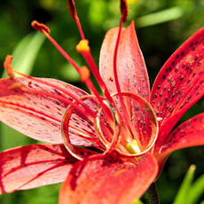 Фотограф Кристина Серебренникова Фотографы