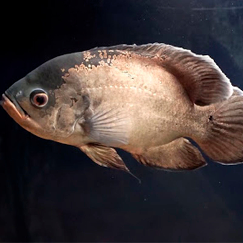 Ресторан Барракуда 